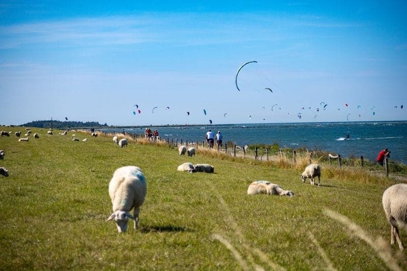 Naturstrand Grüner Brink mit Schafen und Kitesurfern